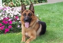 ISO adult german shepherd or other large breed