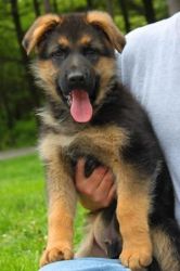 German shepherd for adoption