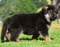 Powerful German Shepherd Puppies Available