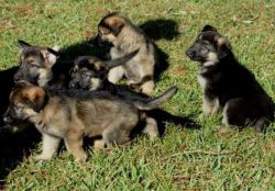 german shepherds puppies ready