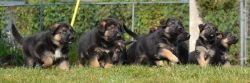 German Shepard Puppies Available For Free Adoption