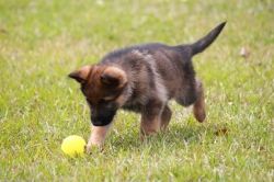 Quality German Shepherd puppies for sale.
