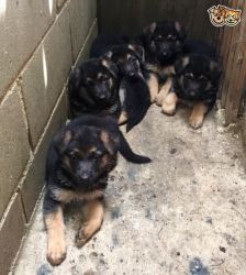 Pedigree German Shepherd Puppies For Sale