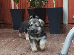 Amazing Kc Registered German Shepherd Puppies