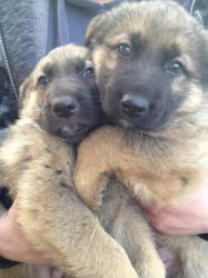 Beautiful German Shepherd Puppies. Stunning Babies
