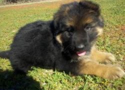 German Sheperd Pups Available For New Homes