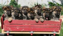 Brave German puppies..