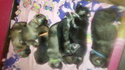 Akc Sable Gsd Puppies