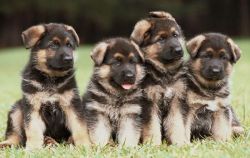 AKc German Shepherd Puppies