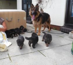 Come-at-able German Shepherd Puppies (long Haired).