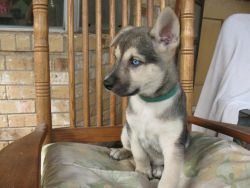 Blue Eyes German Shepherd Dog Puppies For Sale