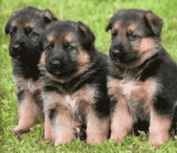 Beautiful German Shepherd Puppies
