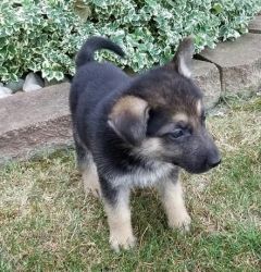Awesome German Shepherd Puppies Available