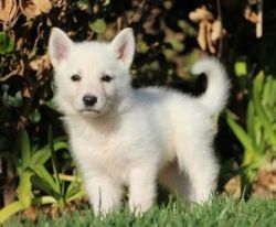 Bloodline White German Shepherd Puppies