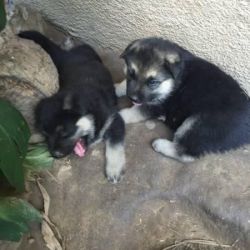 german sheperd pups now available