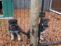 AKC German Shepherd Pups