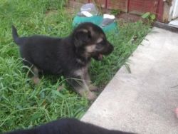 AKC German shepherd puppies available now