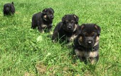 Upcoming Obedience Trained Puppies 4weeks