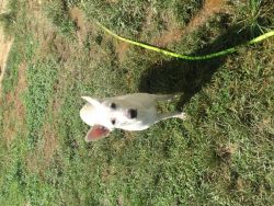 Zues male 7 month old white German shepherd