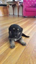 Awesome males and females German shepherd