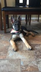 4 month old AKC GSD puppy