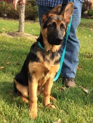 Female GSD pup named Justi