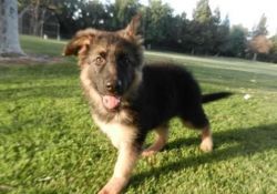 Tremendus male and female German Shepherd Puppies for sale