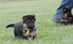 German Shepherd puppies Available Now