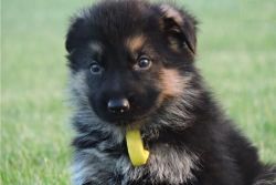 Cute German Shepherd pups Available