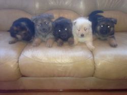 Straight Back German Shepard Puppies Blue And Tans