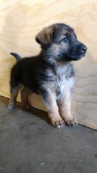 German Shepherd Puppy's