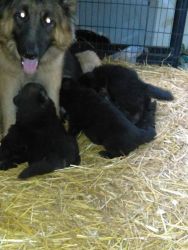 Akc long haired old fashioned German Shepherd puppies