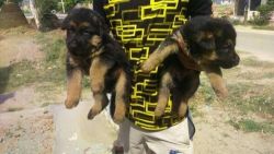 quality german shepherd male puppy for sell