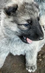 9 week old German Shepherd puppies