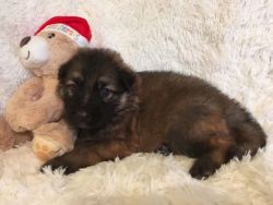 Kc Registered German Shepherd Puppies For Sale