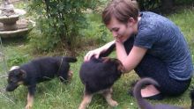 ★C.K.C Male★Female German Shepherd Puppies★