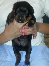 Top Quality German Rottie Pups Available Now