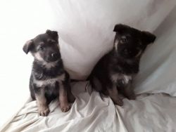 We have beautiful German Shepherd puppies Ready