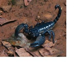 Emperor Rain Forest Black Scorpions