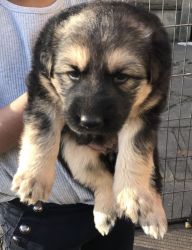 Extensively Socialised Level Top-line Gsd Puppies