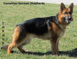 German shepherd pups out Top Germany lines!