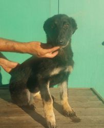 German Shepherd Dog puppies available now