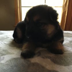 AKC Imported Working Bloodline German Shephard puppies