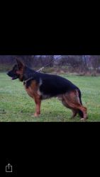 Akc German shepherd puppies out of direct import champions
