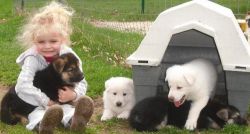 Outstanding German Shepherd puppies Ready