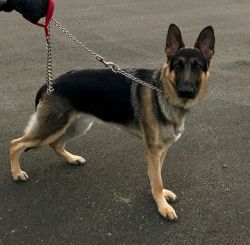 AKC Male German Shepherd Dog 1 year neutered