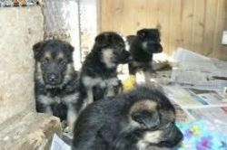 Quality German Shepherd puppies for sale