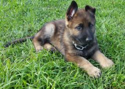 AKC registered GSD puppies for sale in Florida