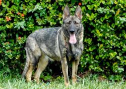 Imported Sable German Shepherd dog