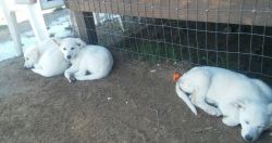 White Female AKC German Shepherd puppies